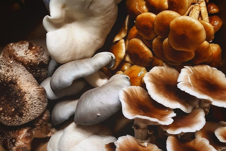 Homegrown Mushrooms - Eat Local Foods