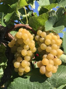Shawnee Hills Traminete Grapes